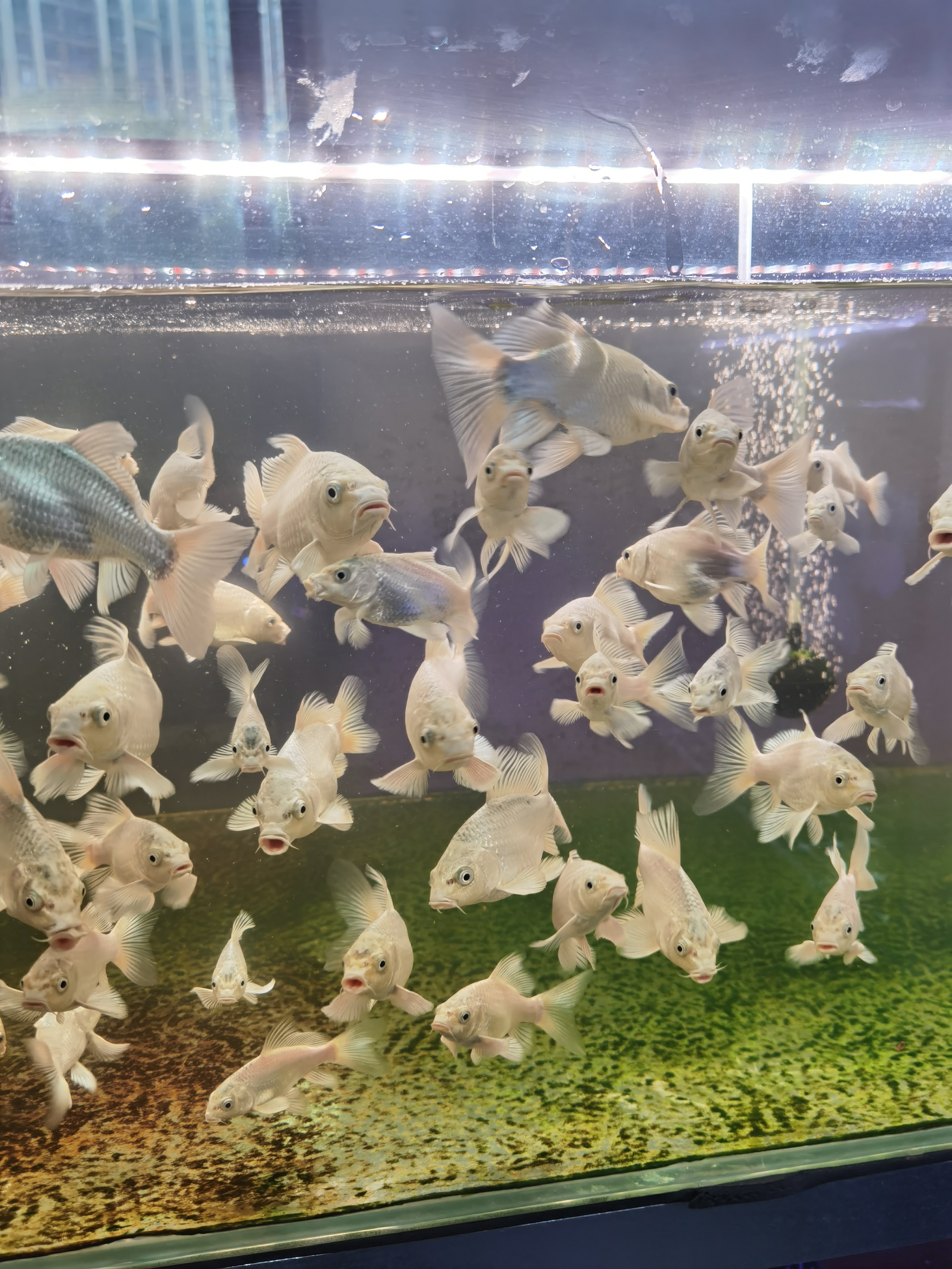 9-12白蝴蝶鲤好养耐活大鳍大尾淡水观赏鱼可群养混养