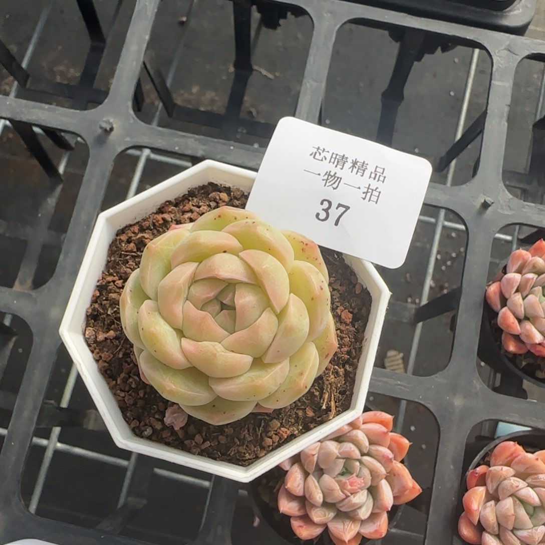 闪购精品多肉37号
