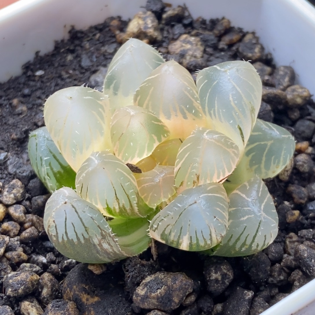 不知名糊斑锦一物一拍
