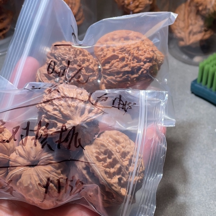 +***3文玩核桃吊坠核桃三对