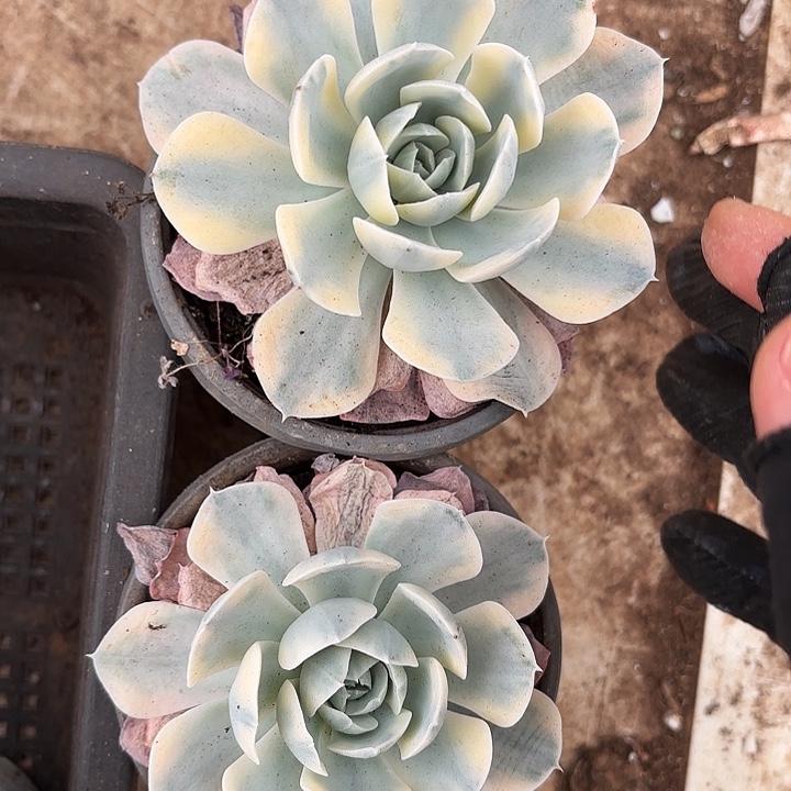 鲁氏锦两颗（拍满18发货、偏远地区不包邮）