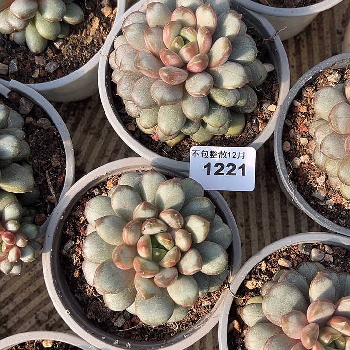 阿雅园艺。      1221葡萄