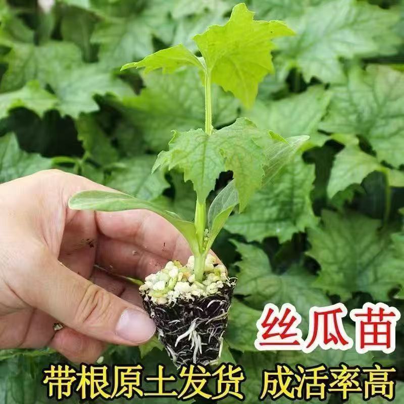 丝瓜苗早熟肉丝瓜苗长香丝瓜清香丝瓜苗阳台家庭院盆栽蔬菜丝瓜苗