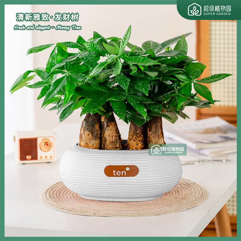 发财树招财植物盆栽室内观叶植物客厅书办公室净化空气四季绿植