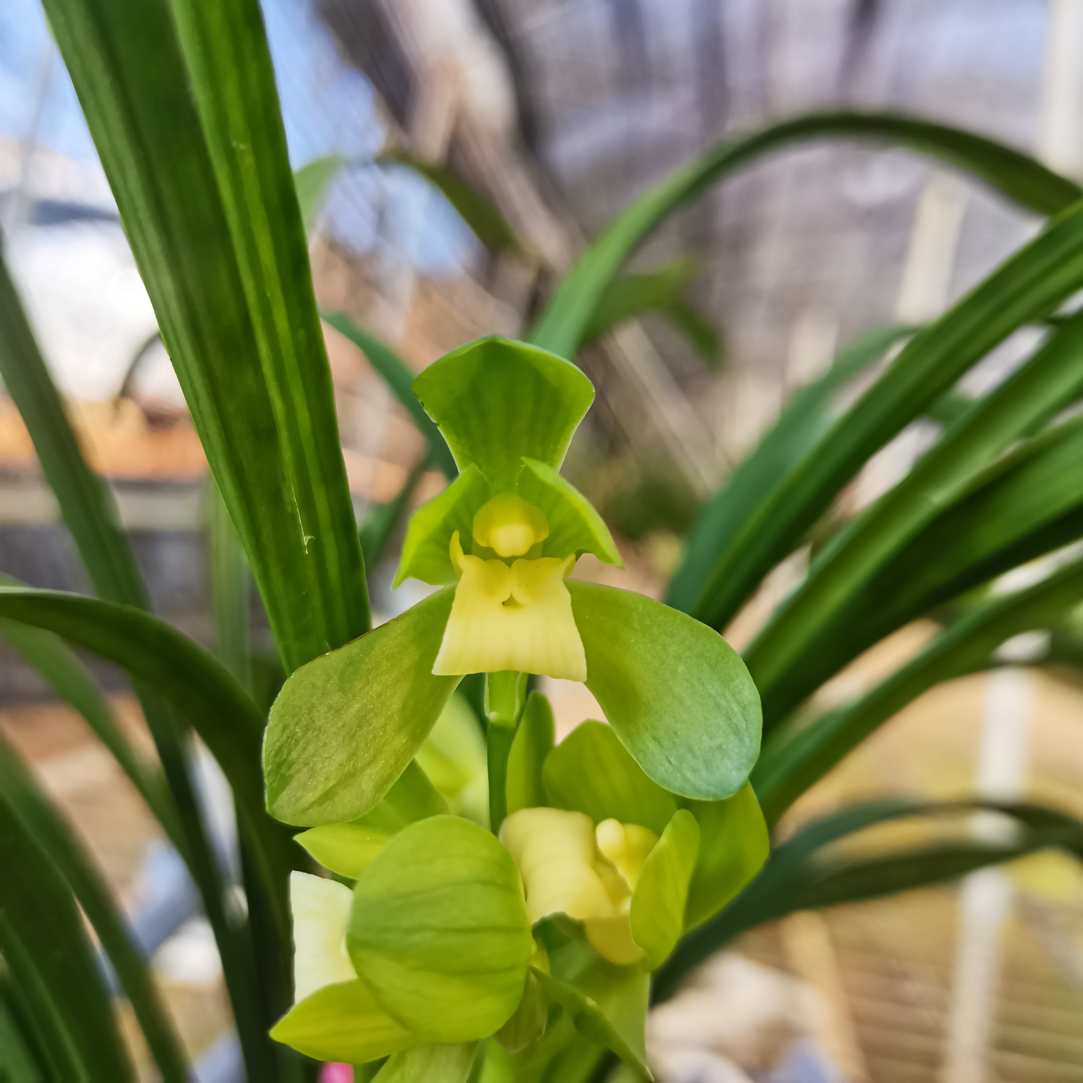 春剑白素荷浓香型盆栽好养绿植