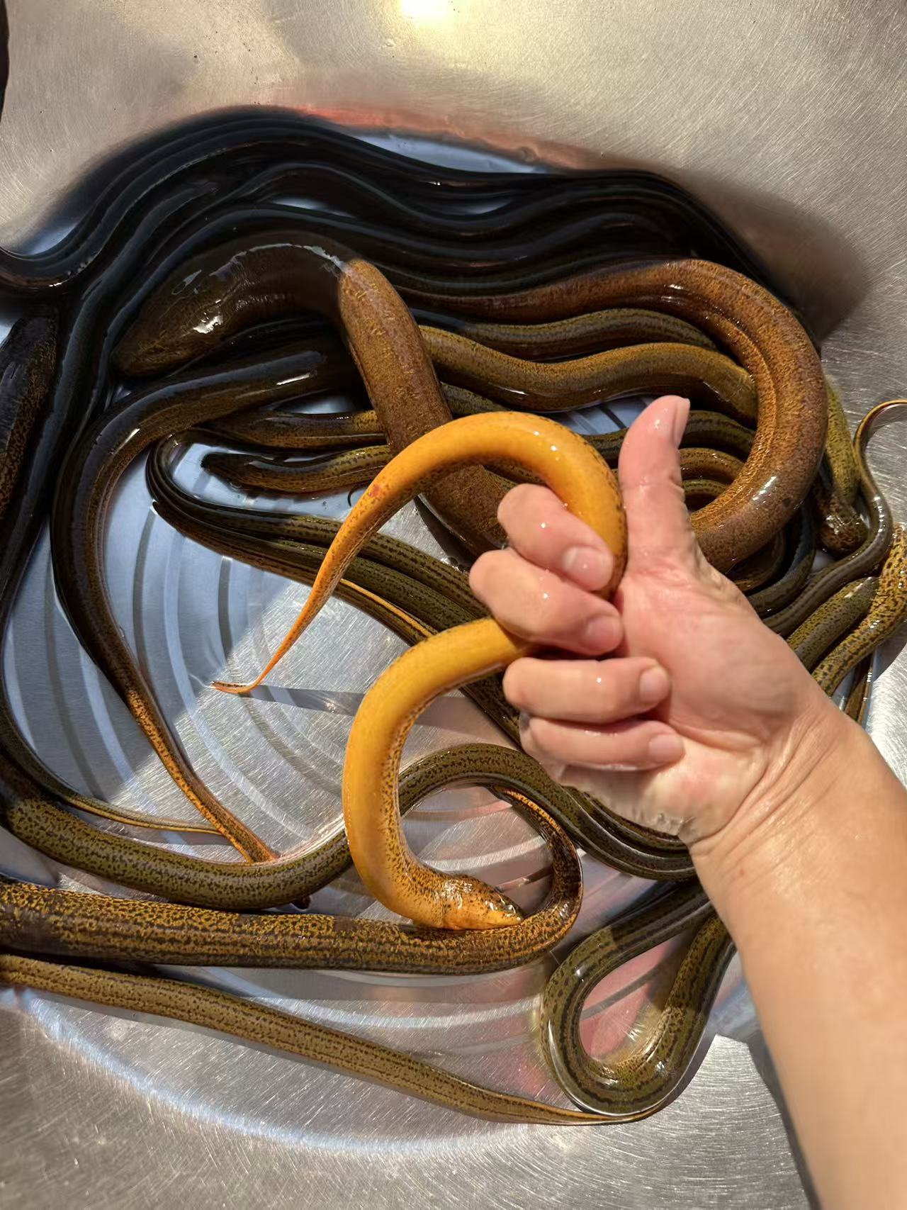 湖南鲜活土黄鳝包邮包活到家