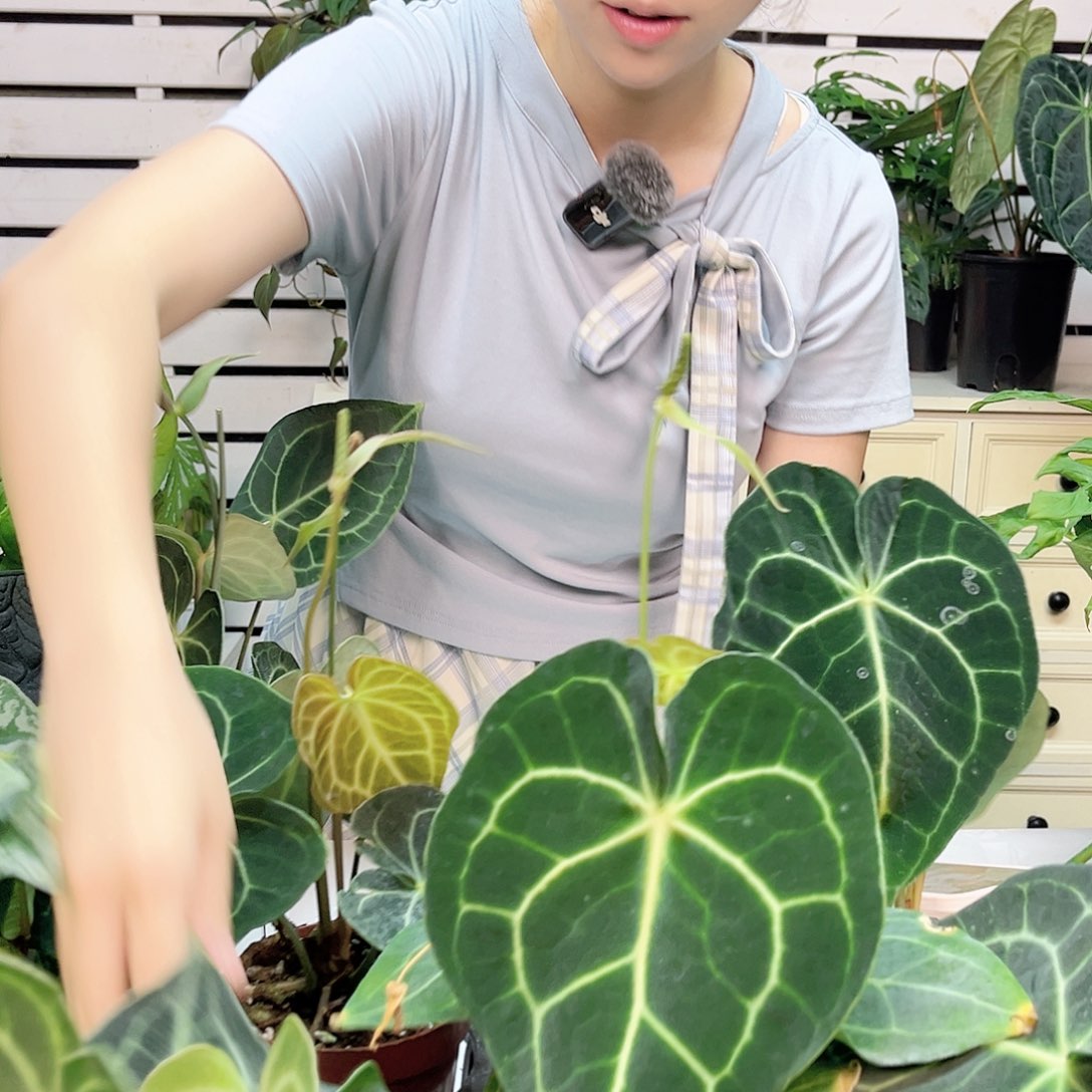 无花朵克莱恩花烛