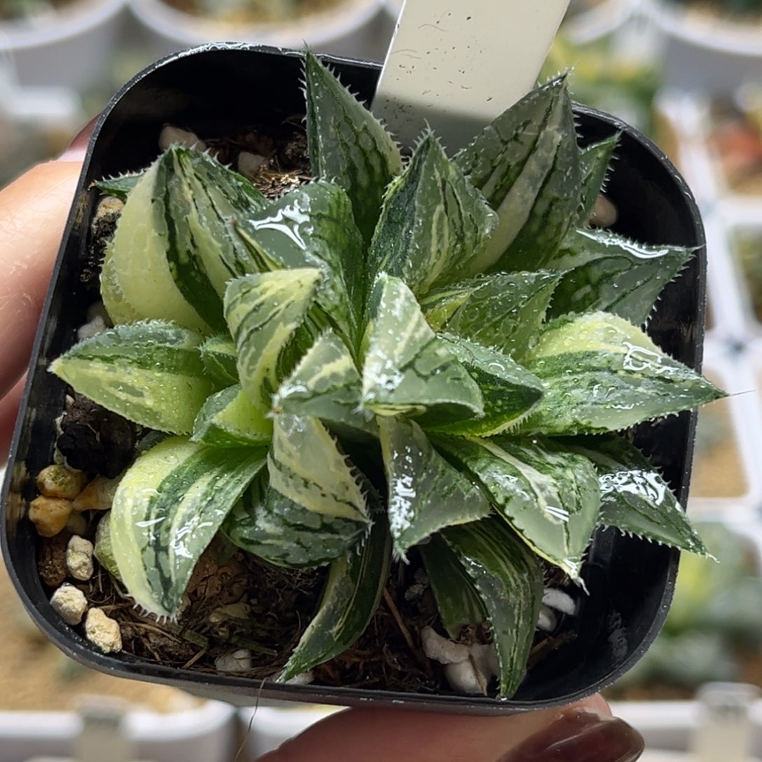 12双头实生寿锦福利专场