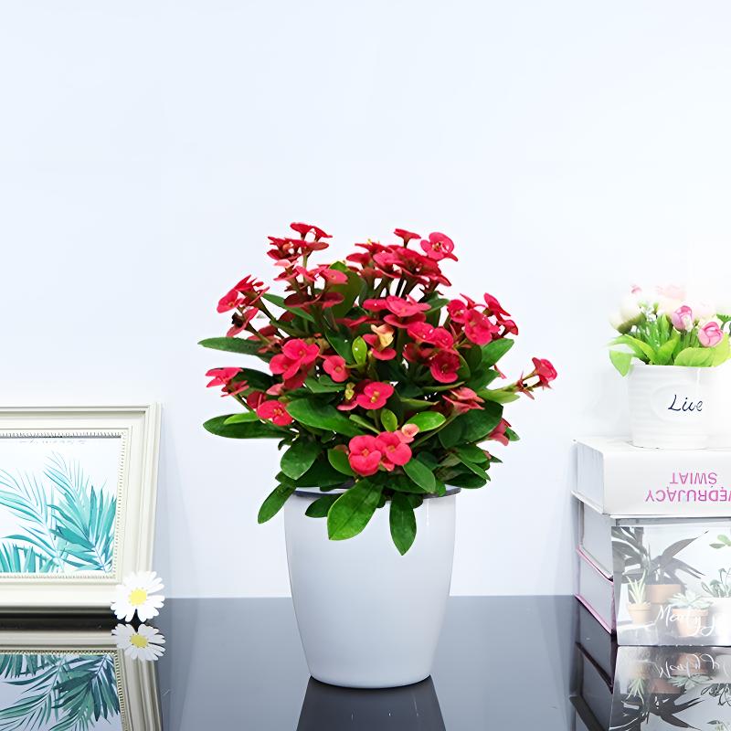 【源满花卉】虎刺梅铁海棠老桩四季开花绿植阳台客厅室内盆栽花卉