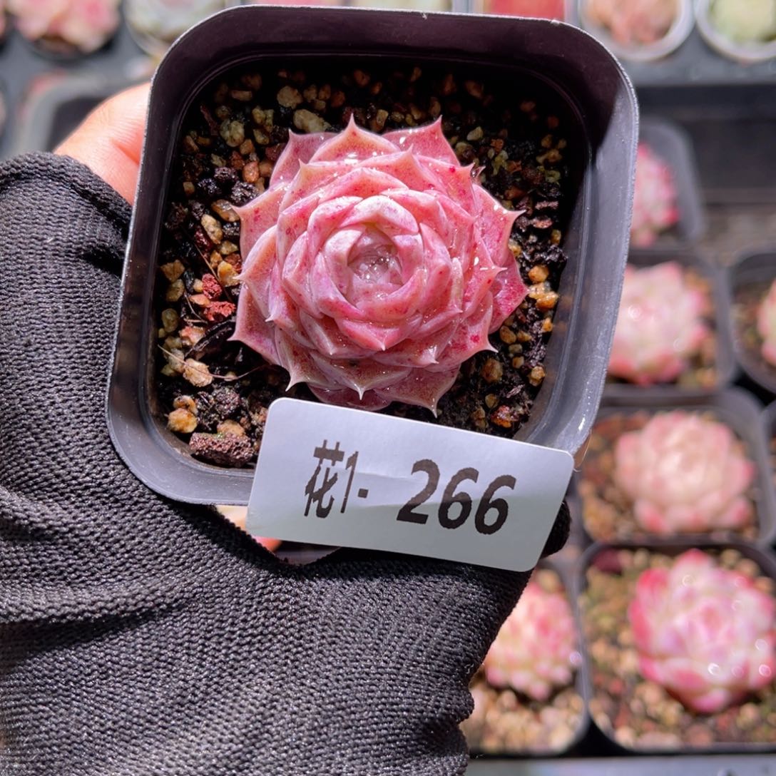 花01-266海玲娜单头