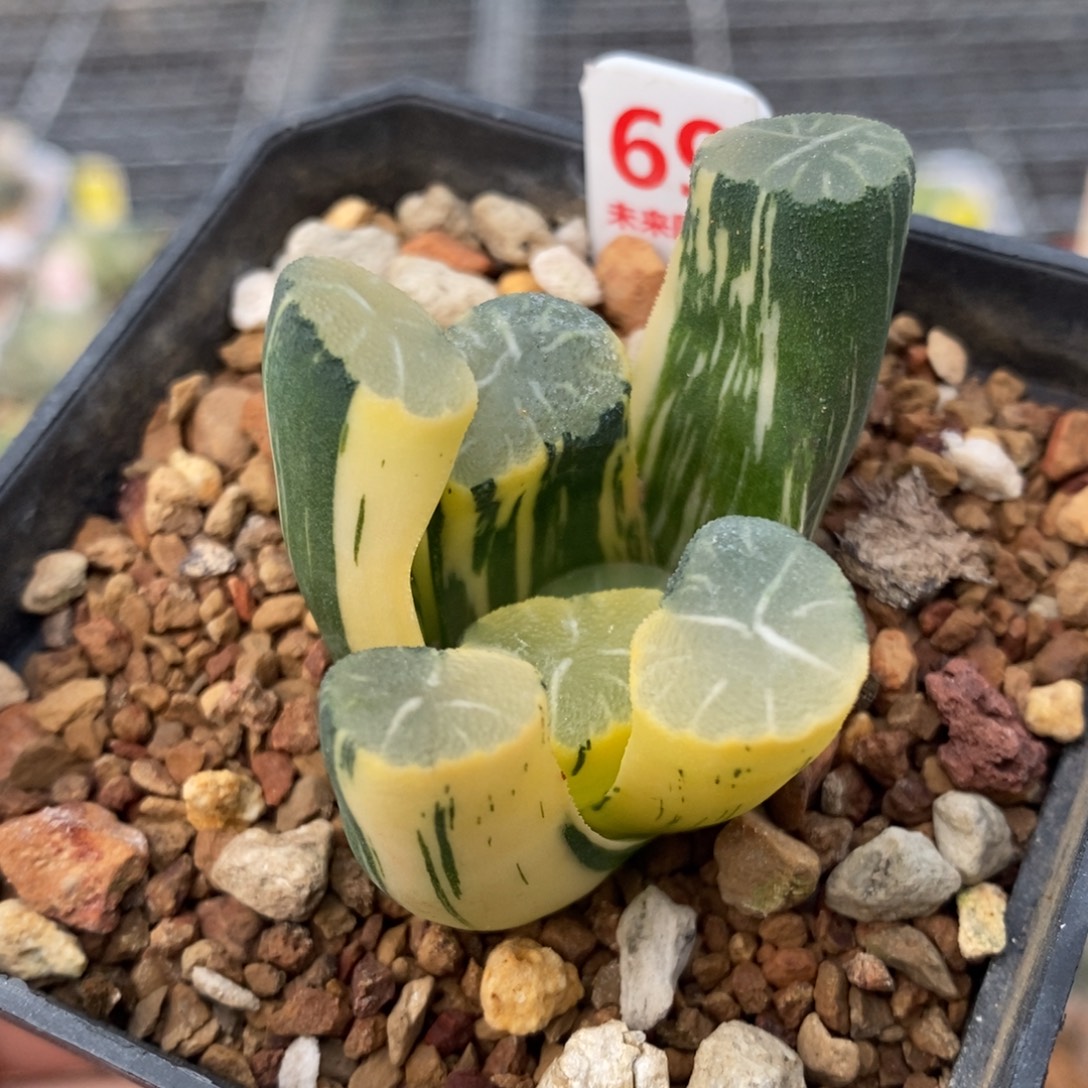 69号白妙万象锦多肉