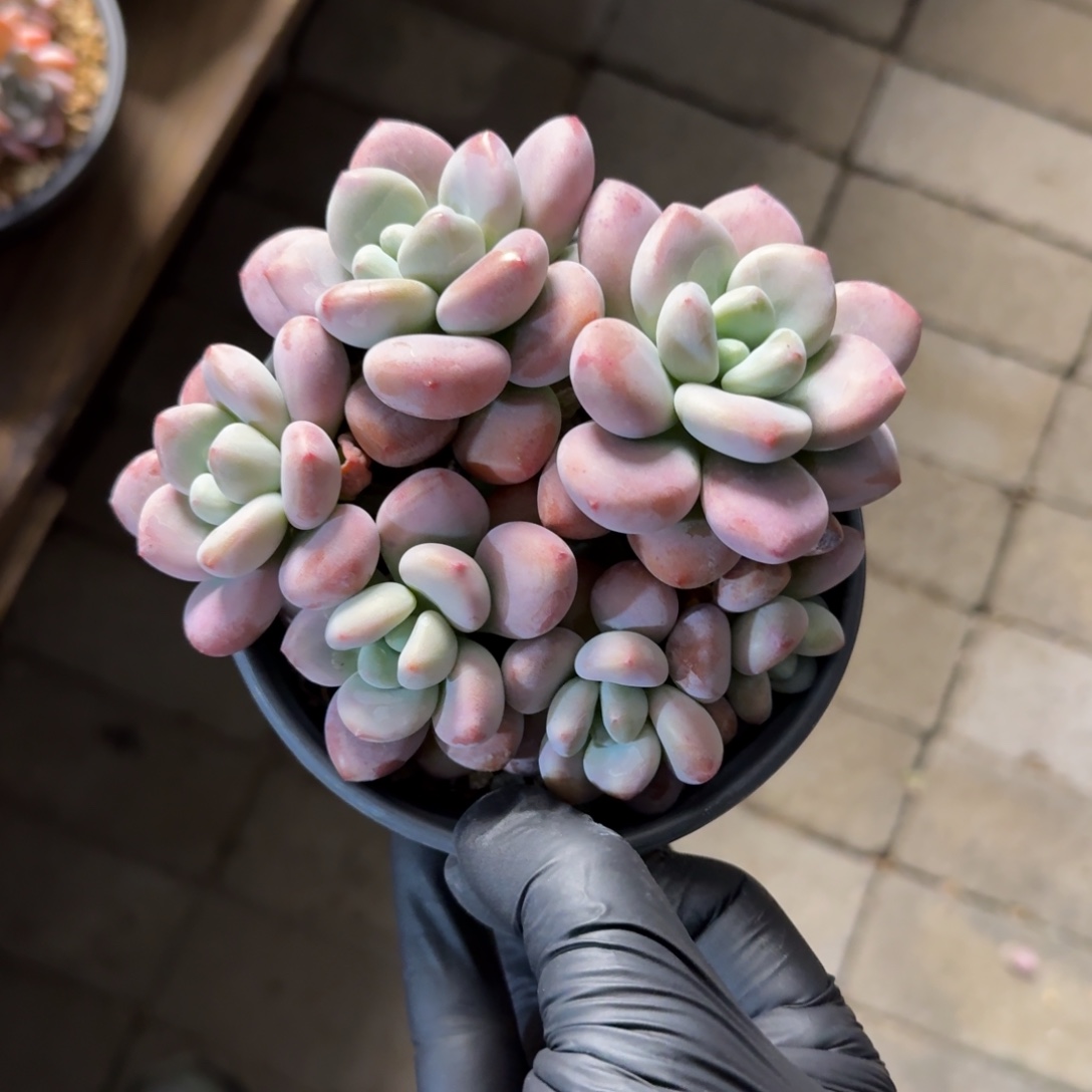 红洛神111111111111111111