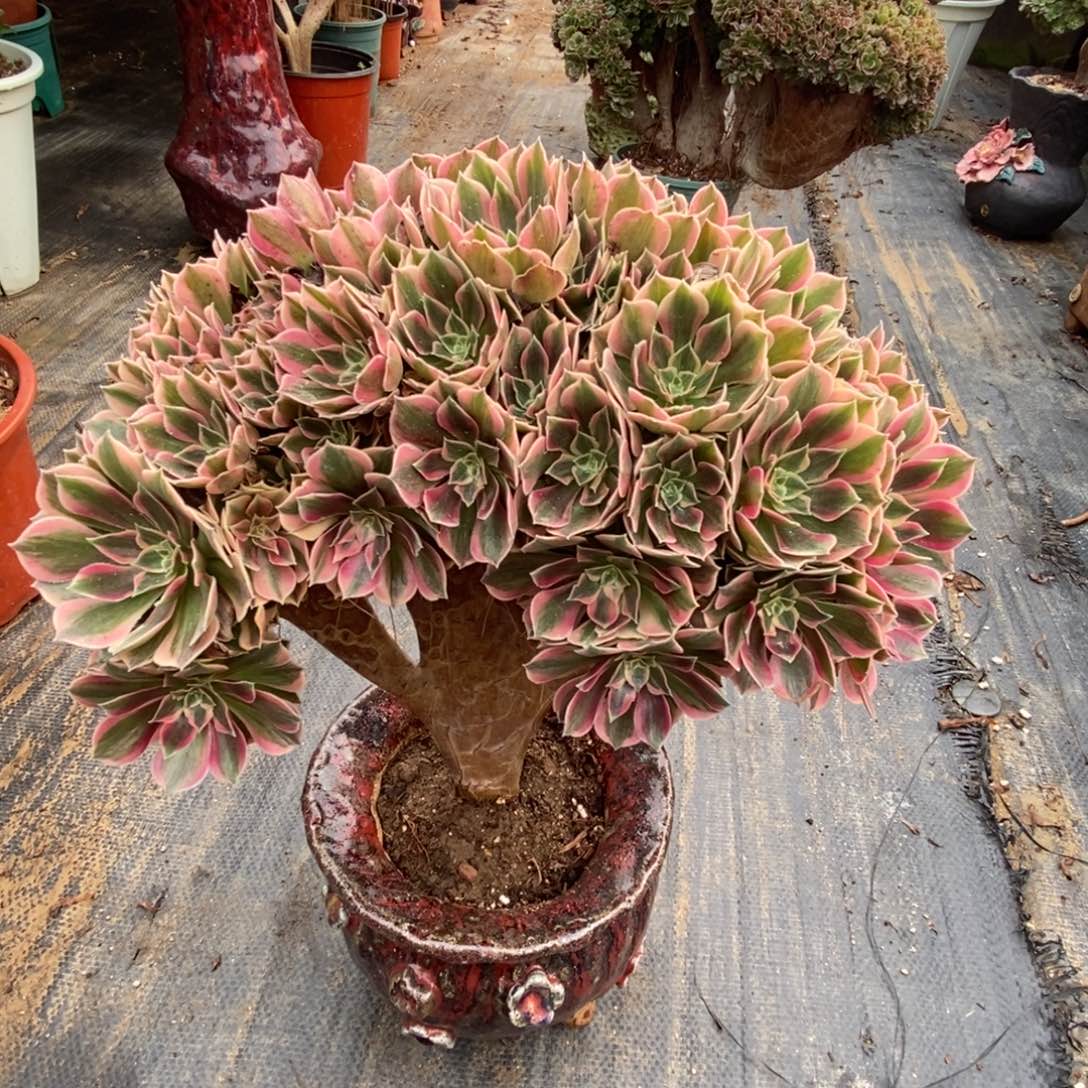 无花朵女神朵朵缀