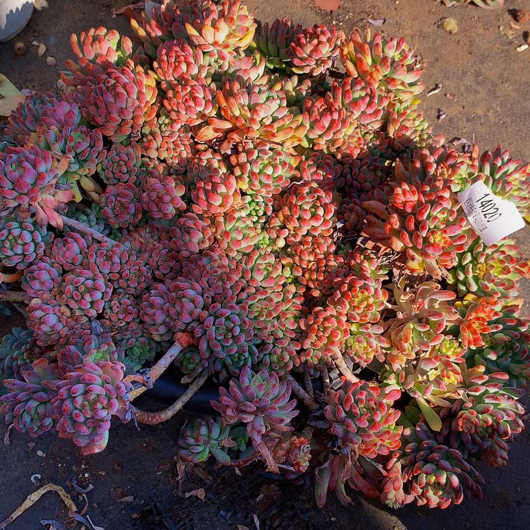 鹏***店蓝苹果14020多肉多肉