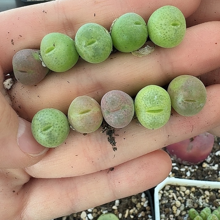 老马生石花翠光玉1305