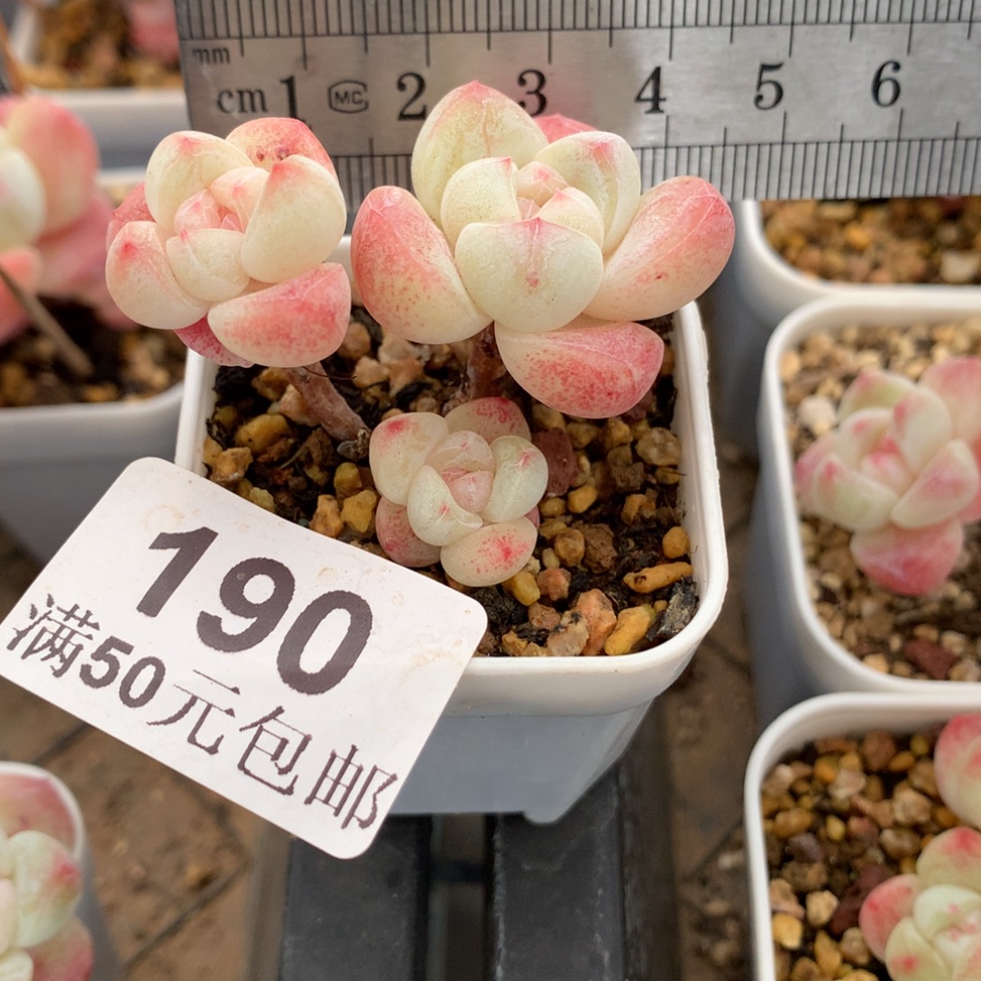 190。小腿白底糖心冰玉三头。
