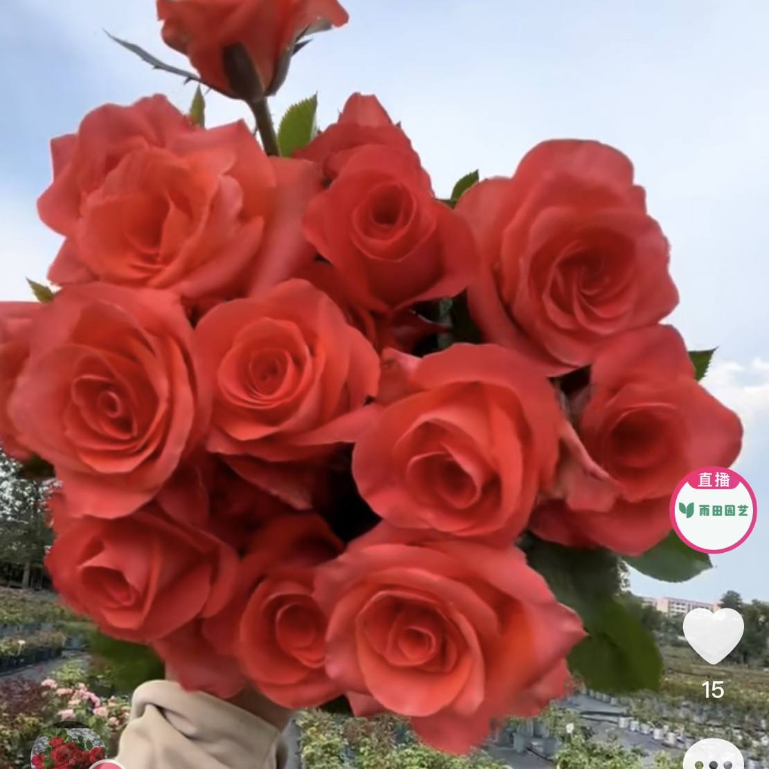 【召唤】月季大苗根接新品切花   原盆原土