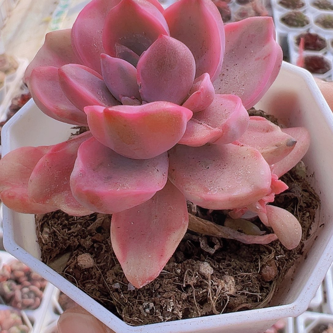 彩虹糖锦19包邮多肉植物
