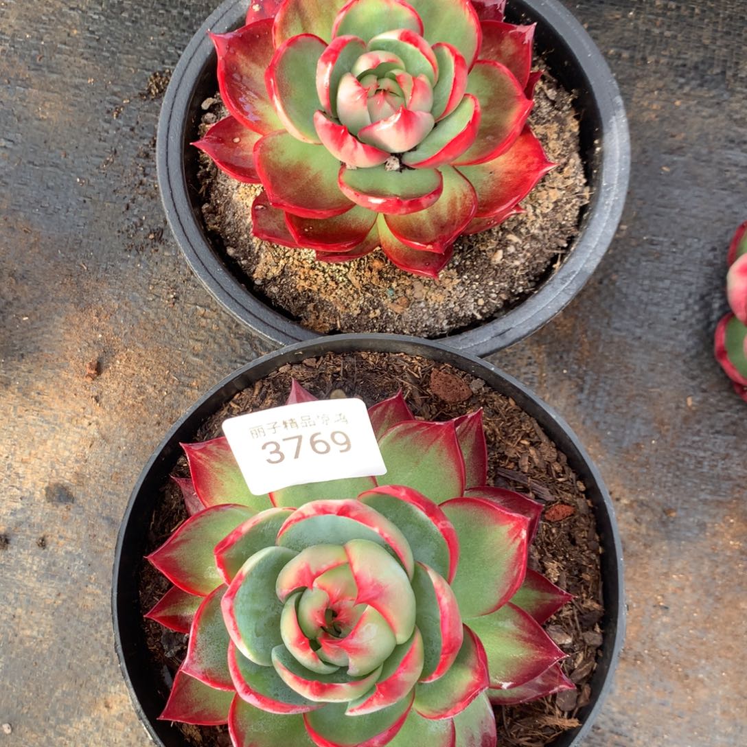 A****3769一物一拍2颗10.5