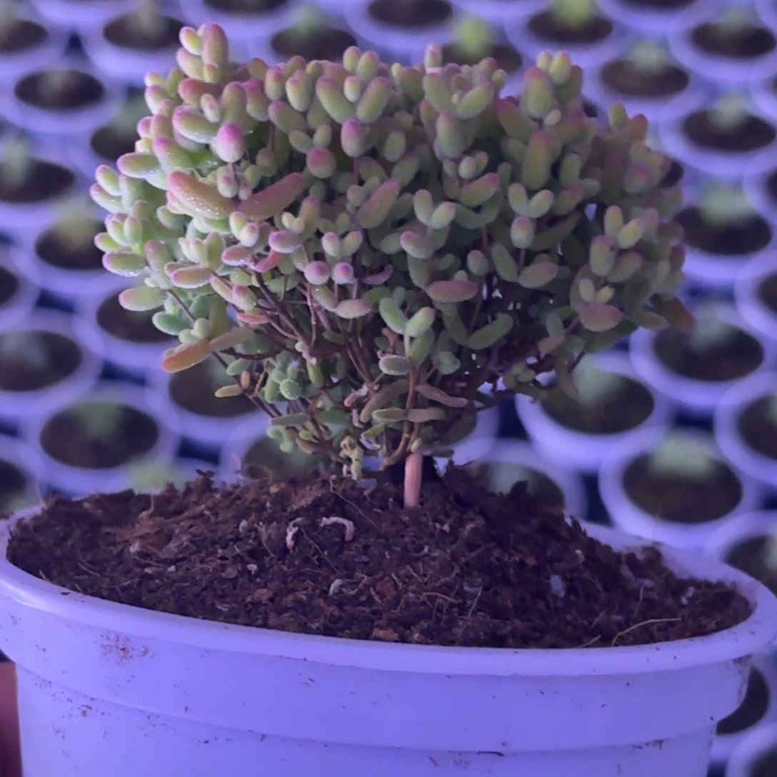 闪购商品蜜橘圆盆A610