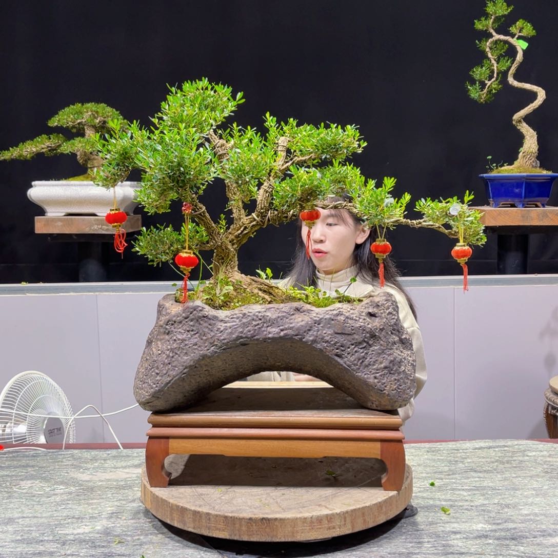 四季常青老桩黄杨盆景