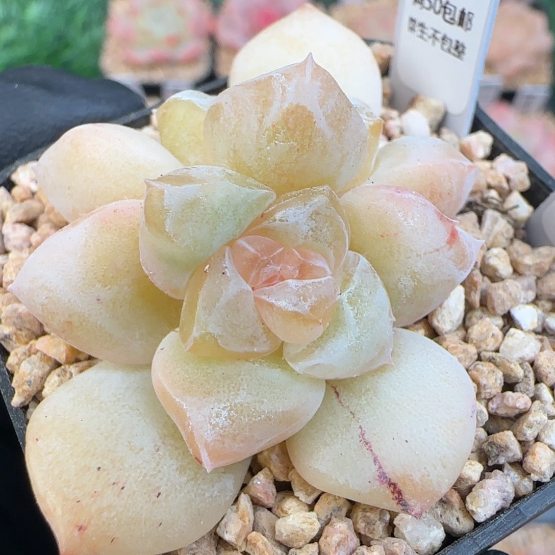 015  苏芳   5厘米盆