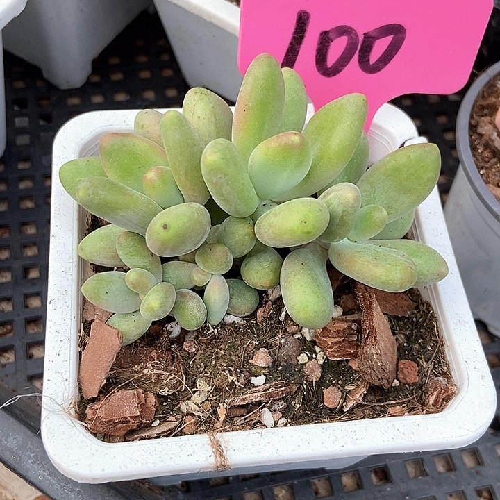 佩***佩多肉植物芒果奶100多肉