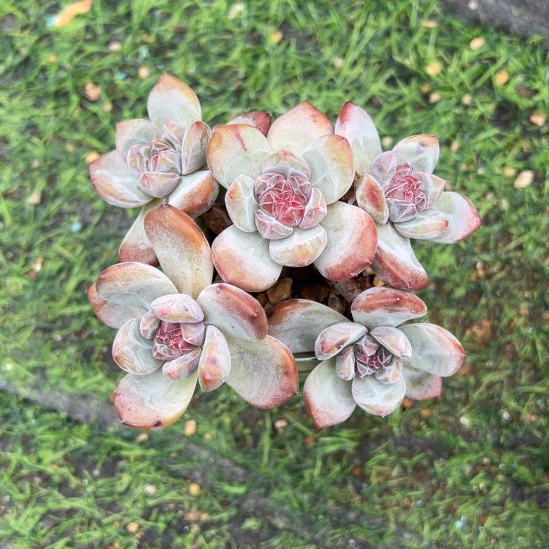 小脸石榴籽5头老桩