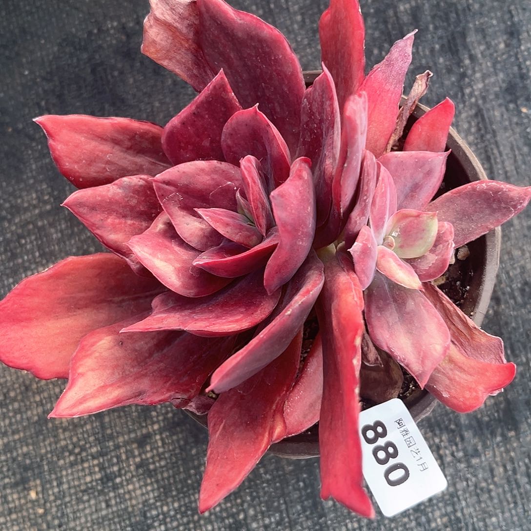 阿雅园艺。          880