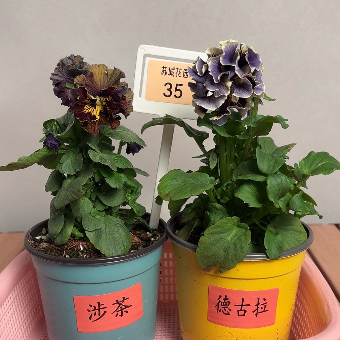 大部分开放少量花苞35