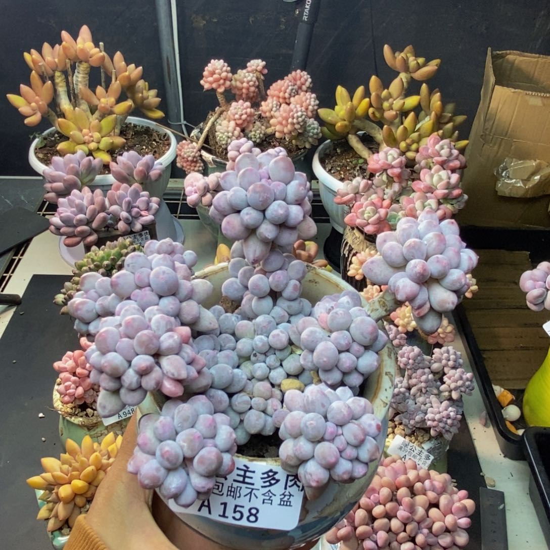 158香水手指奶多肉9c m