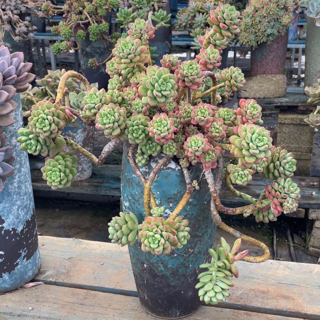 露养老桩香格里拉裸肉