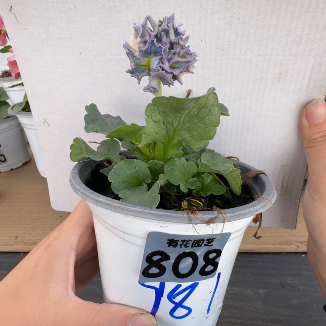 全部花朵808号角堇