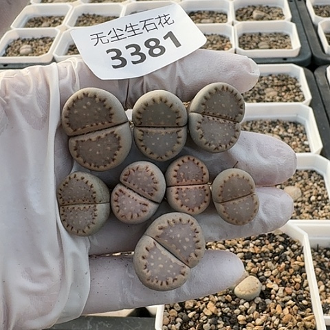 湖***亚3381，，171饼干脱土发货