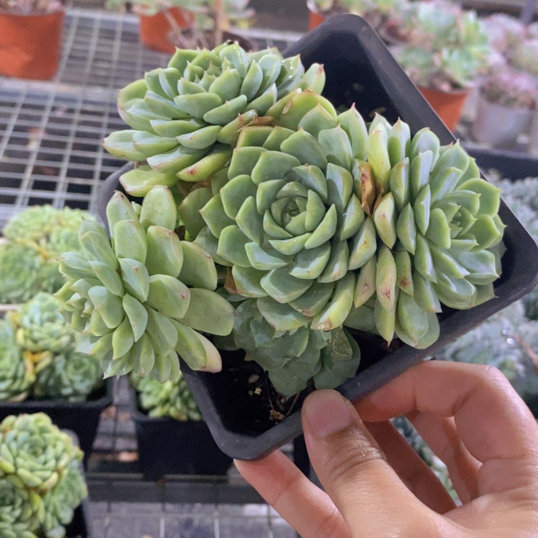 麦秆女王整桩整群