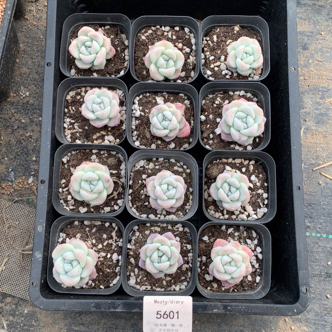 5601开播秒精控小脸冰玉单头3厘米左右12颗脱土发