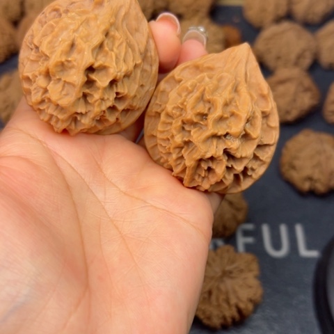 桃核吊坠秦岭野生野生植物