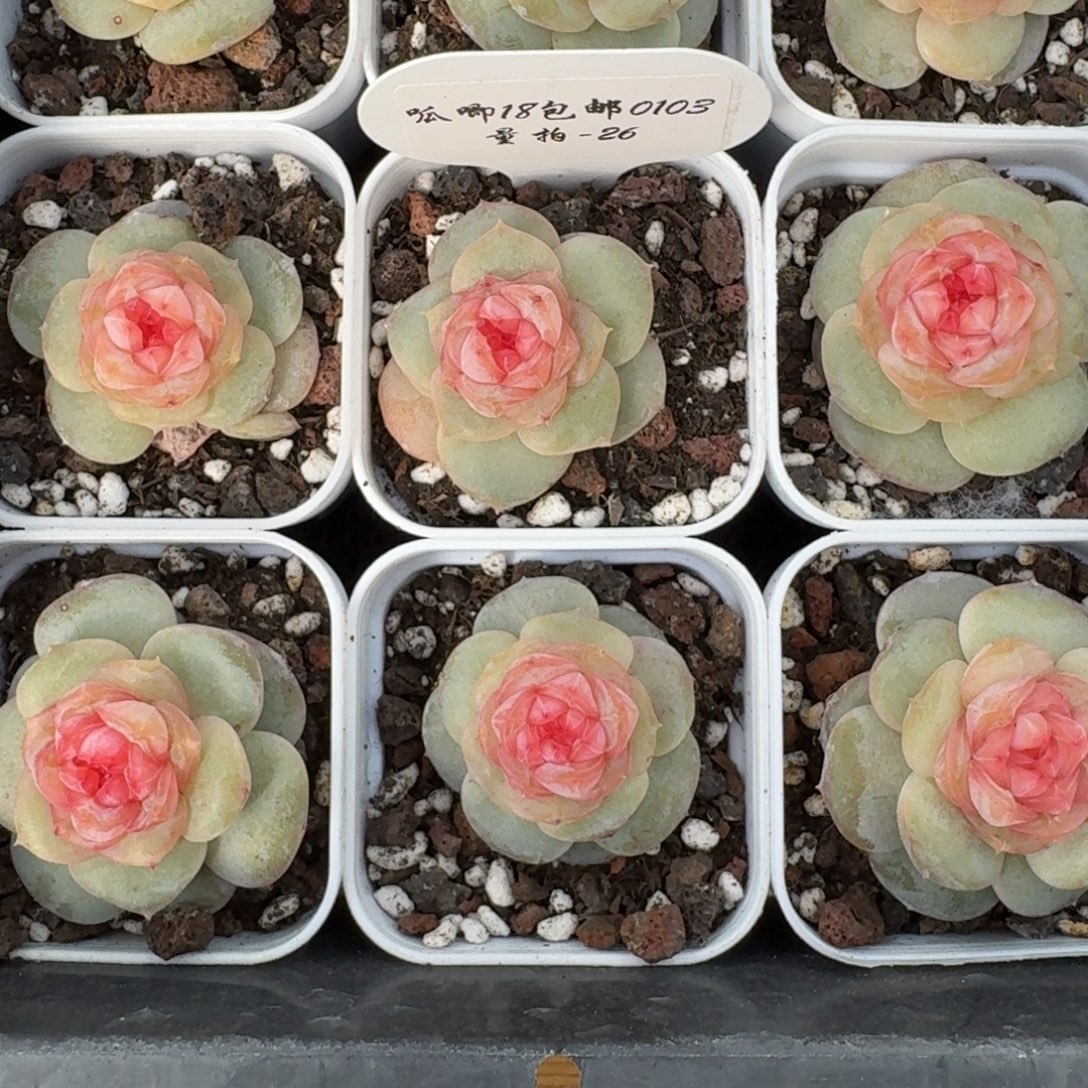 0103-26-芥末单头量拍