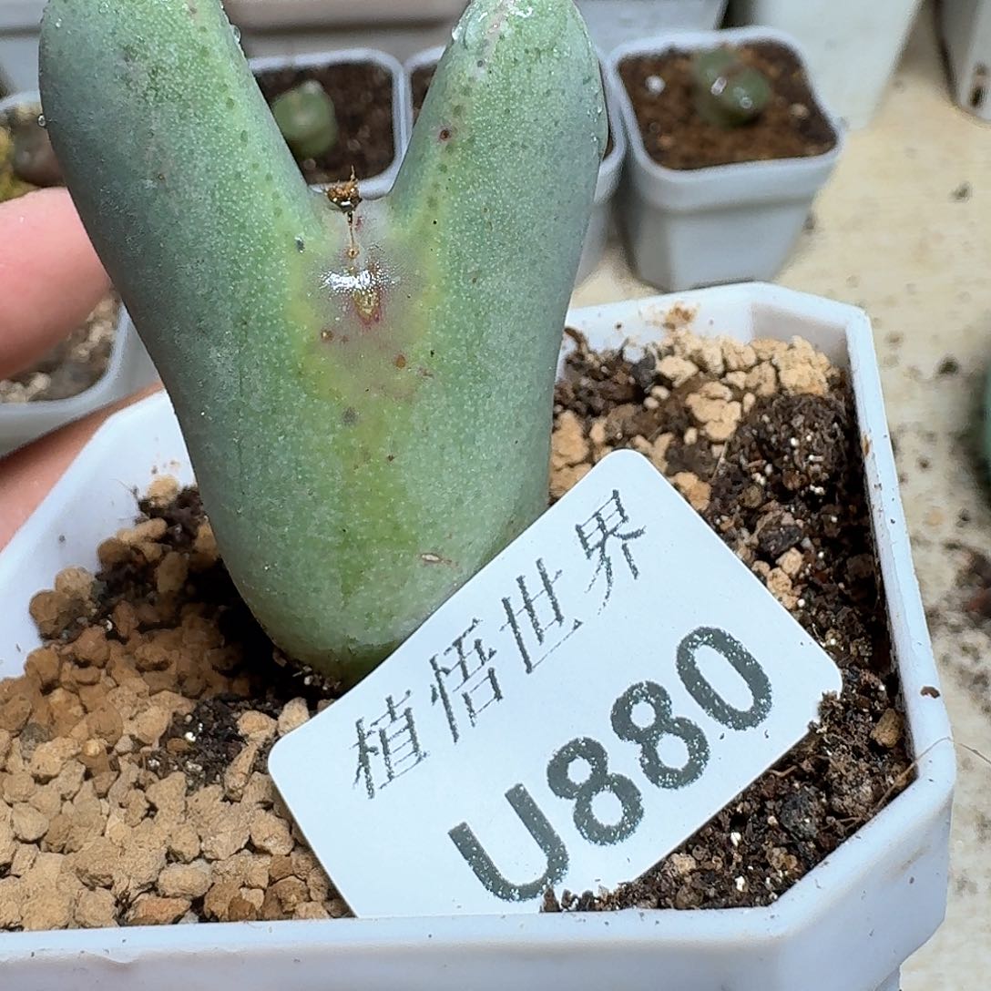 880号多肉植物哇f g