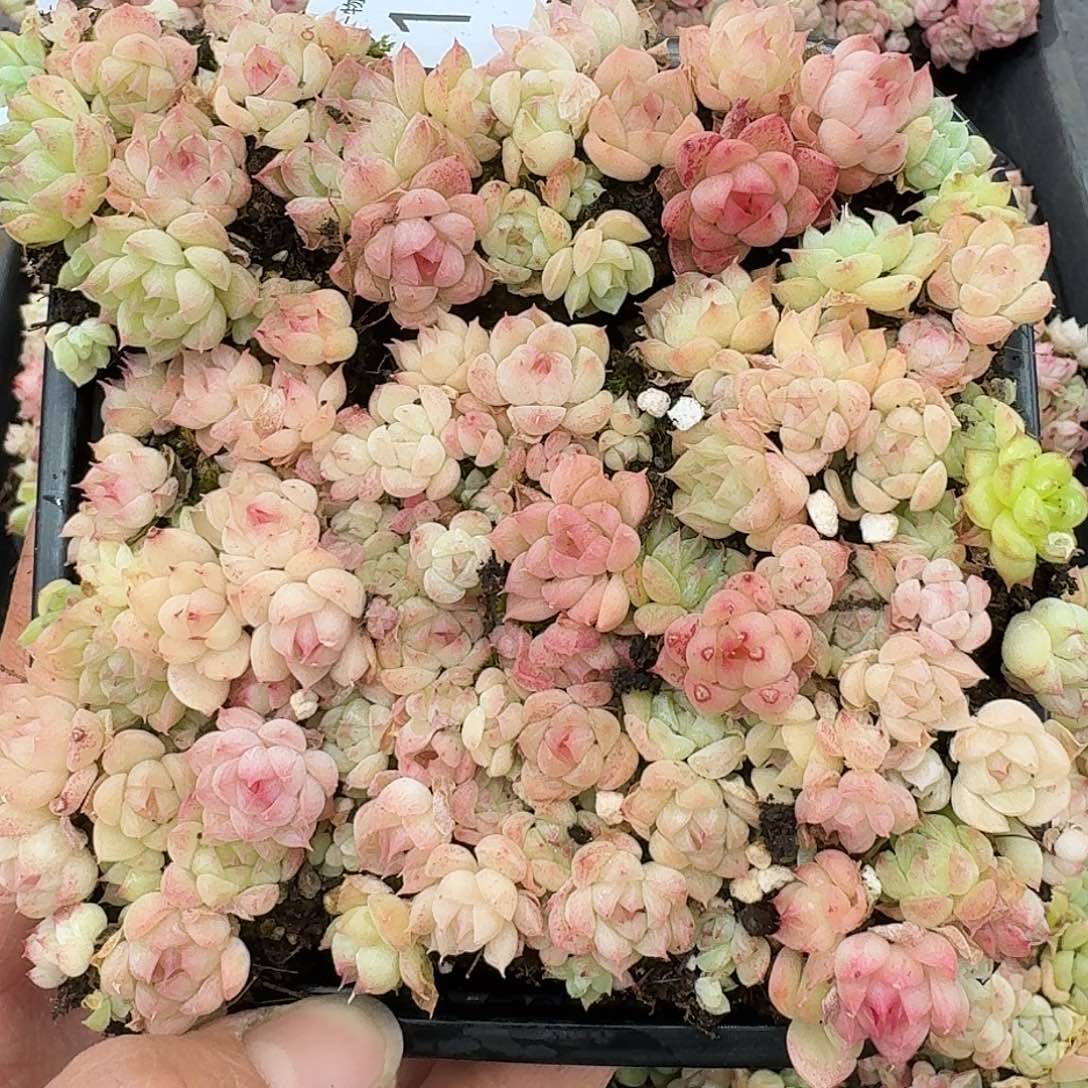 杂交新品珍妮多肉1151