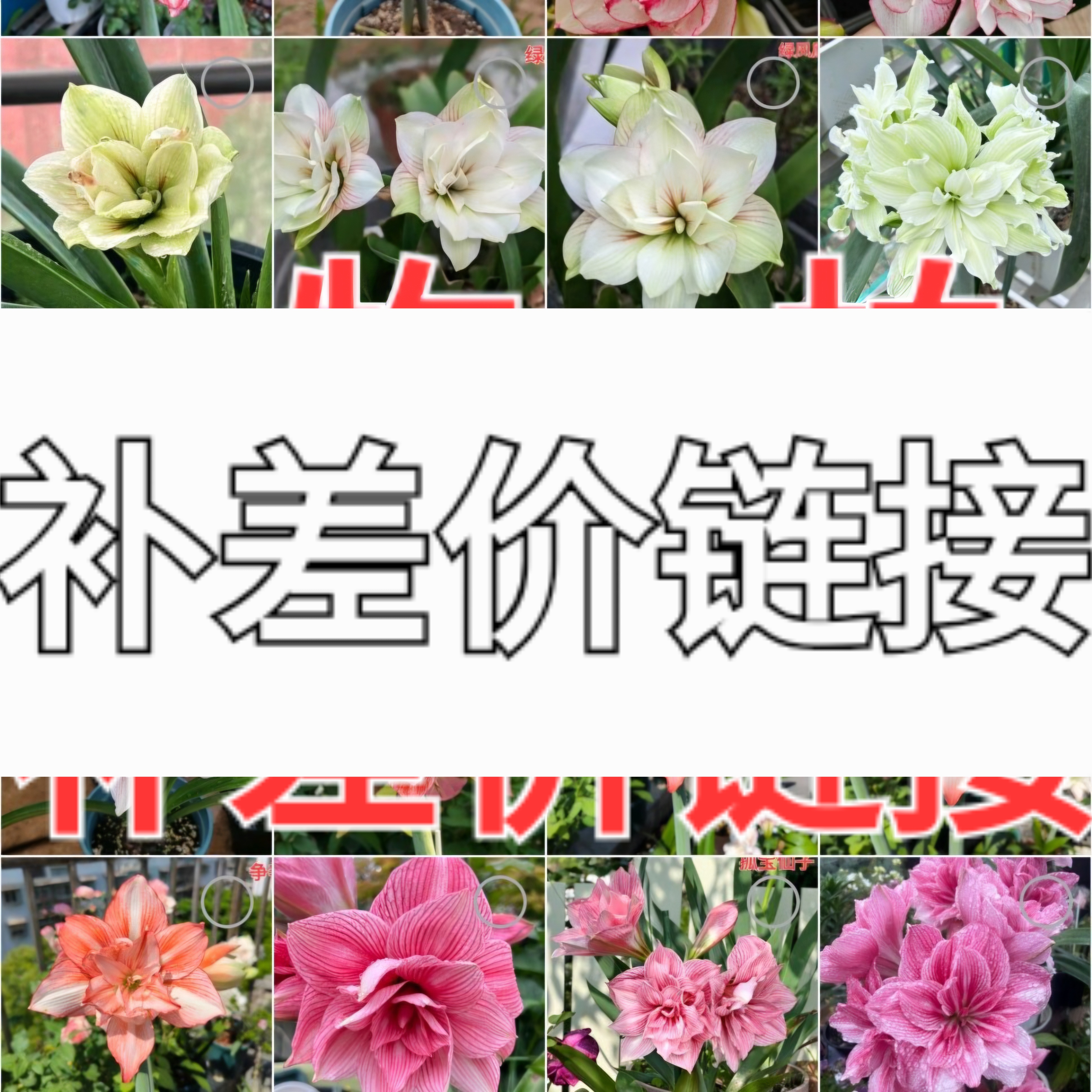 朱顶红  补差价链接