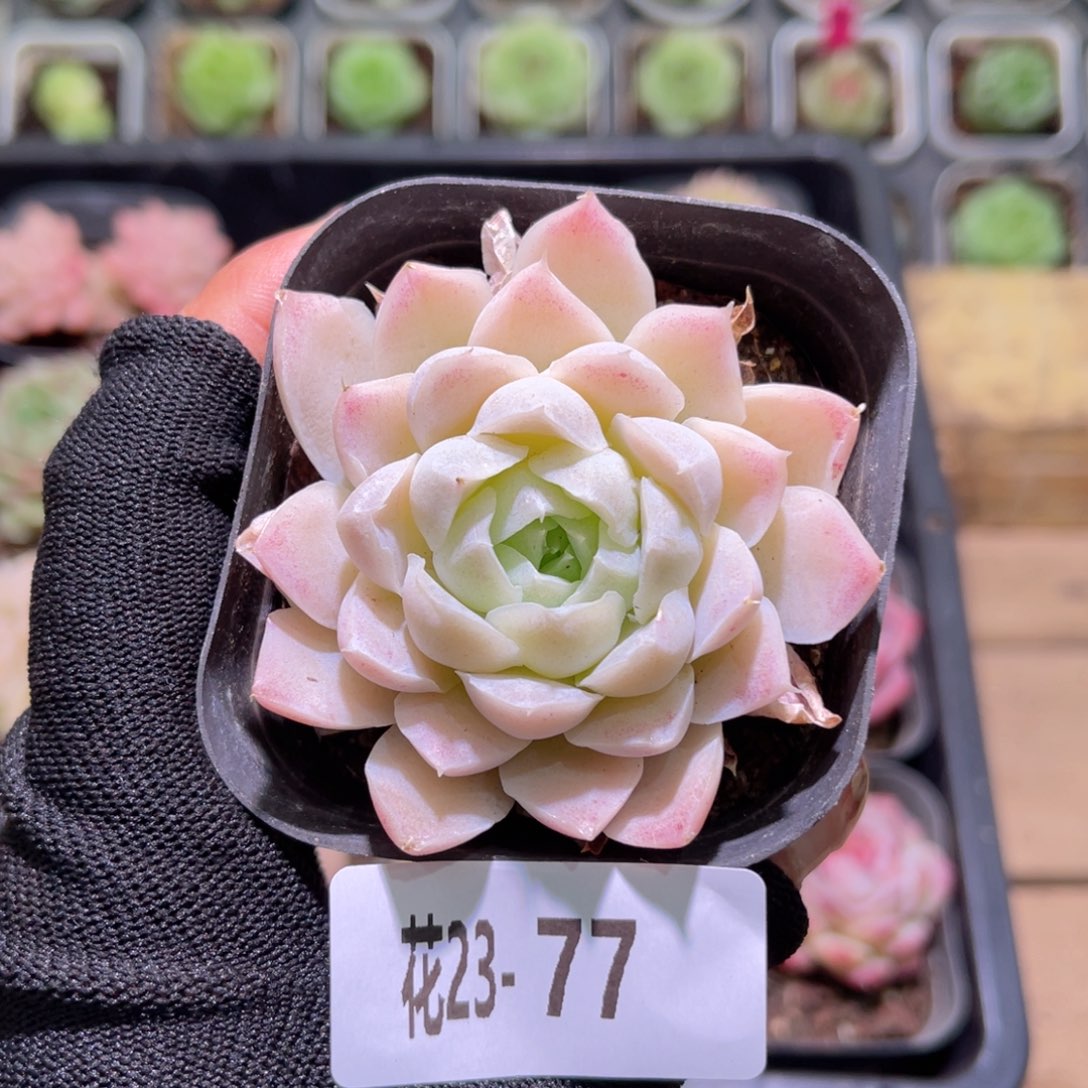 花23-77白月影单头