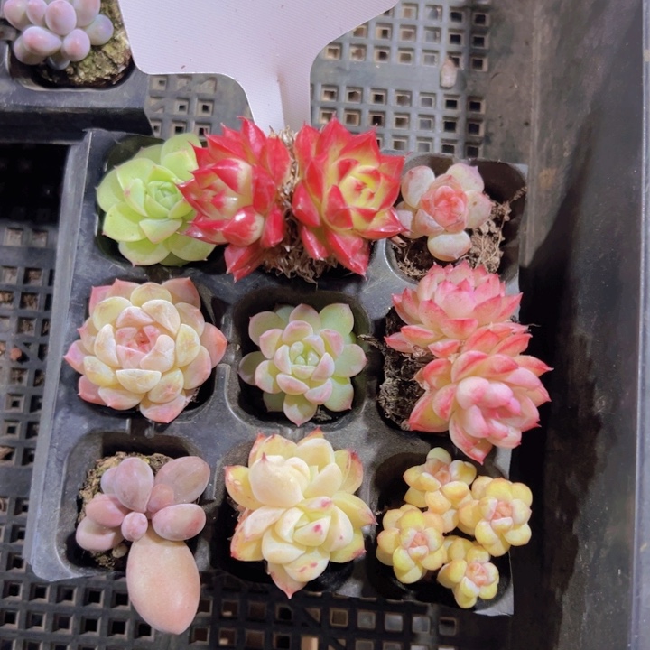 套餐精品多肉植物大战