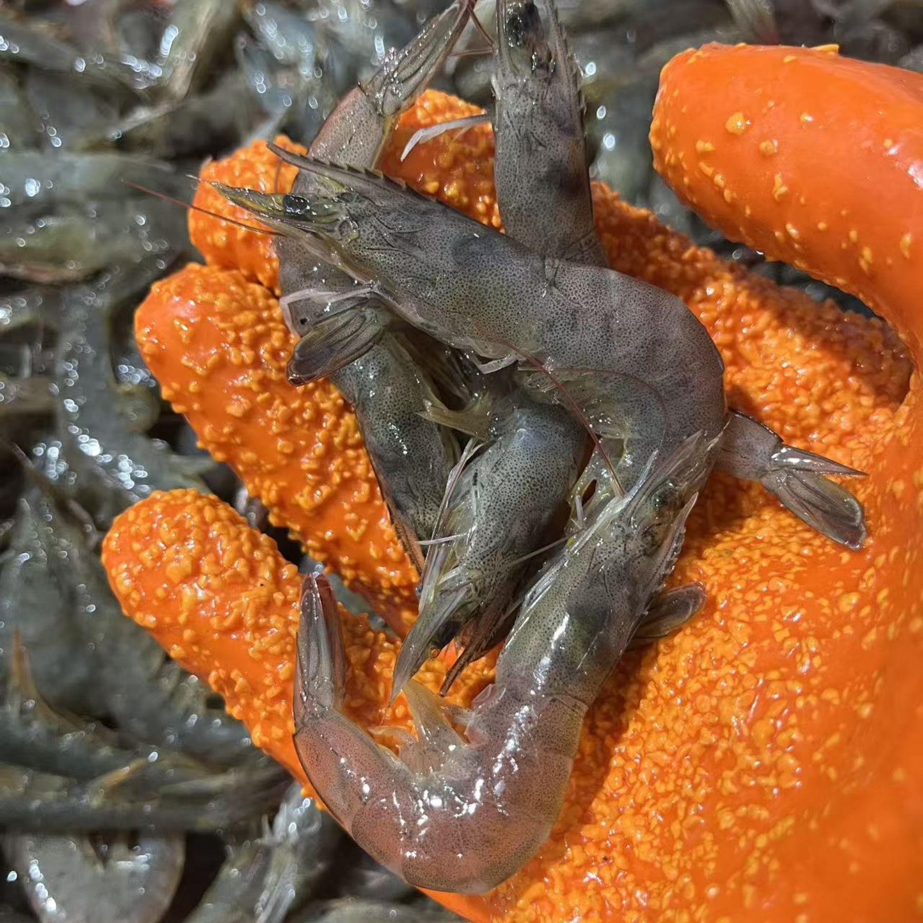 净4斤 小海虾 油炸虾 8-10cm左右 鲜活速冻  嫌小勿拍 青岛顺丰 