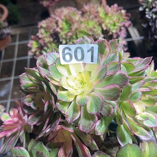 用***1多肉植物一个 601