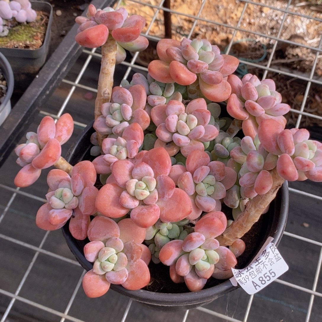 樱花洛神17cm855多肉植物