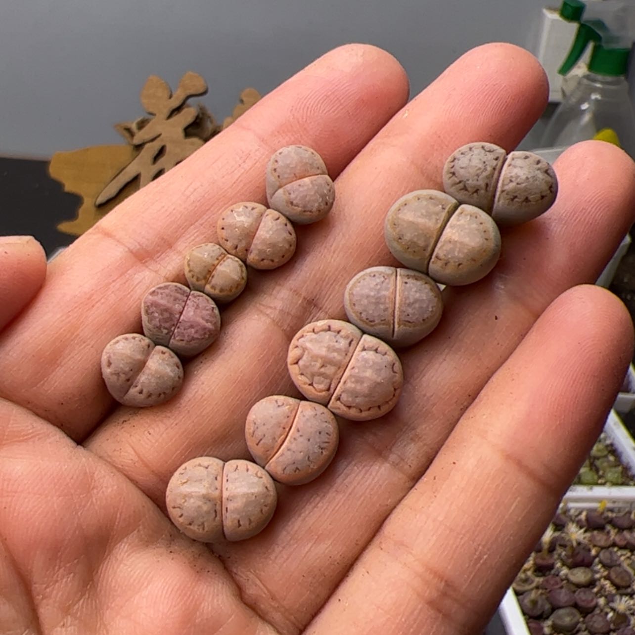 【闪购商品】?****睡00000030