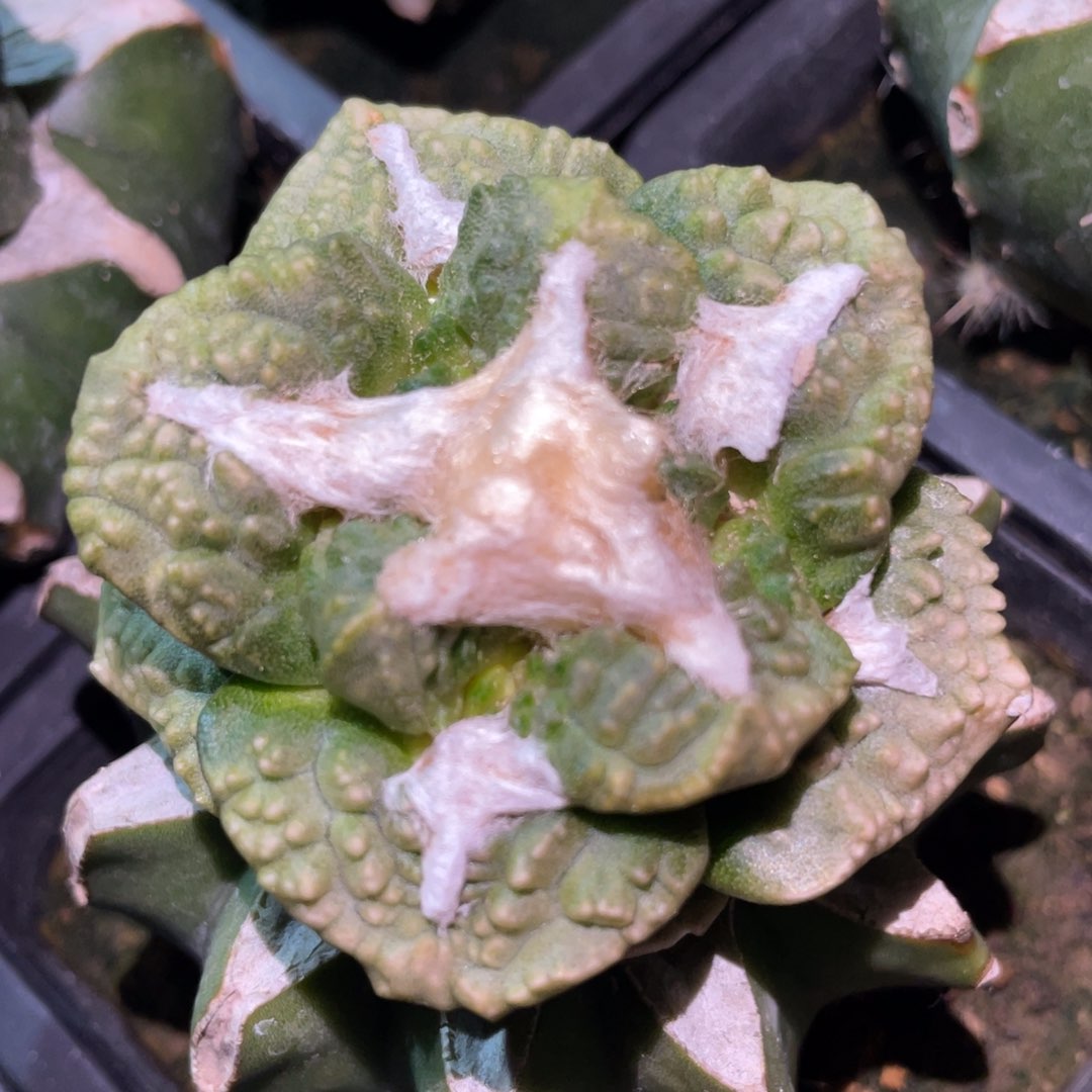 大型宽犹菜花牡丹锦 仙人球