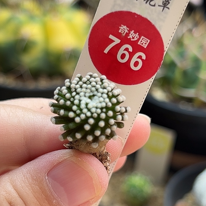 萝卜根松针牡丹一棵1.8cm
