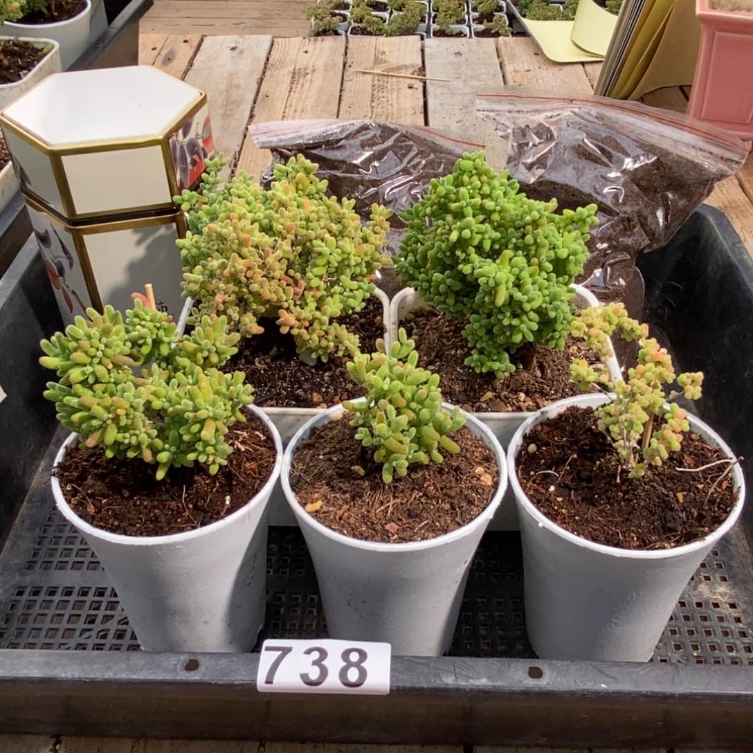 枝干番杏多肉植物738